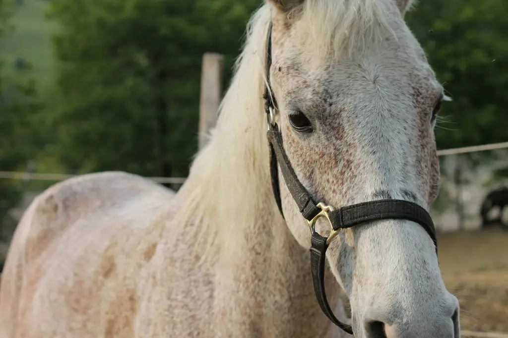 Salmonellosis in Horses
