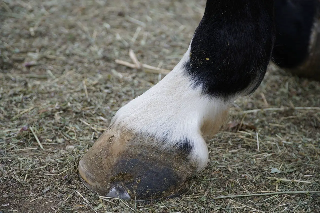 Seedy Toe or White Line Disease