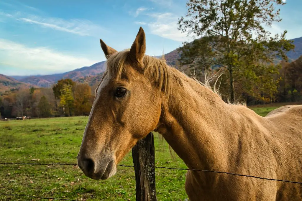 Sucralfate For Horses