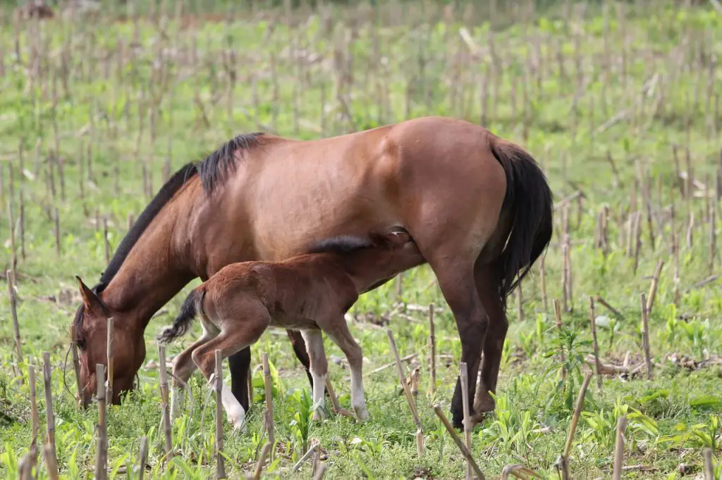 Mastitis in Horses
