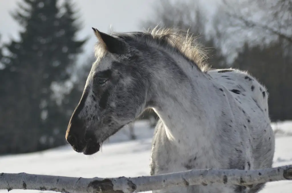 Horse Struck by Lightning