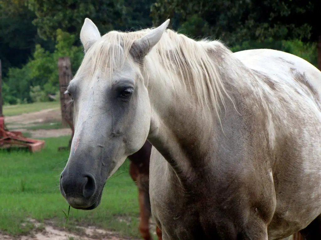 EQUINE ASTHMA