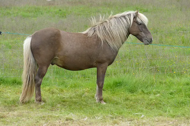 Naked Foal Syndrome