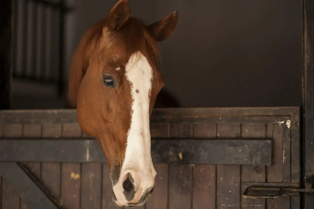 Equine Warts