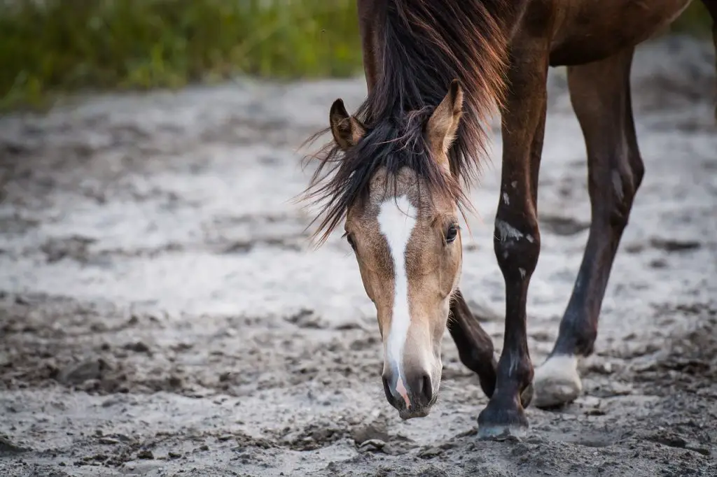 Suspensory Desmitis in Horses
