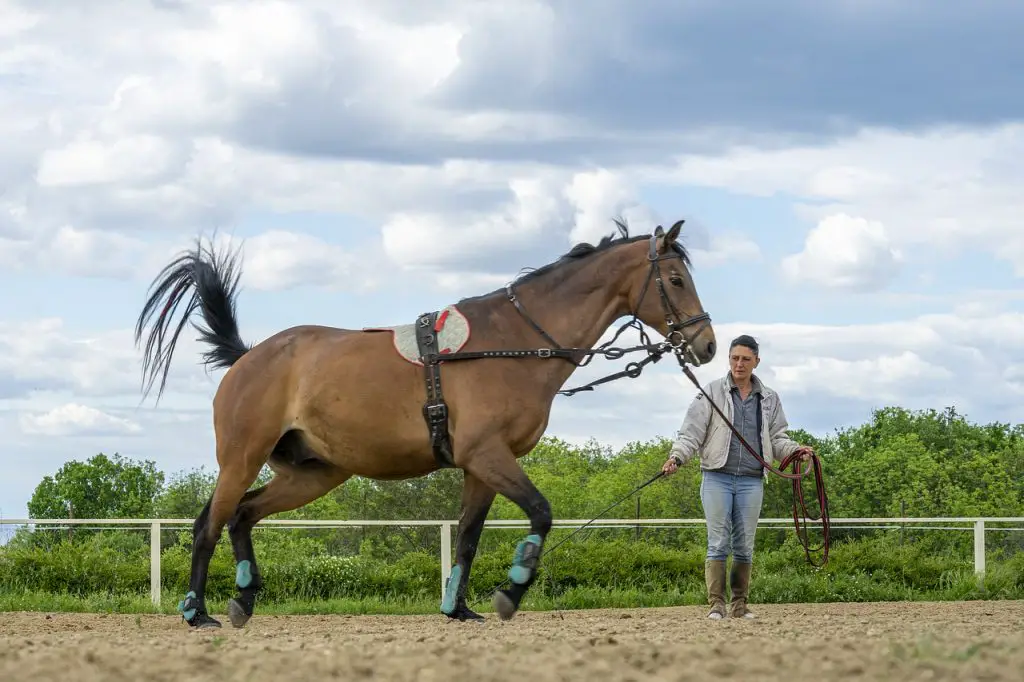 Liberty Horse