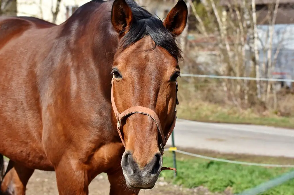 Horse Need Earplugs