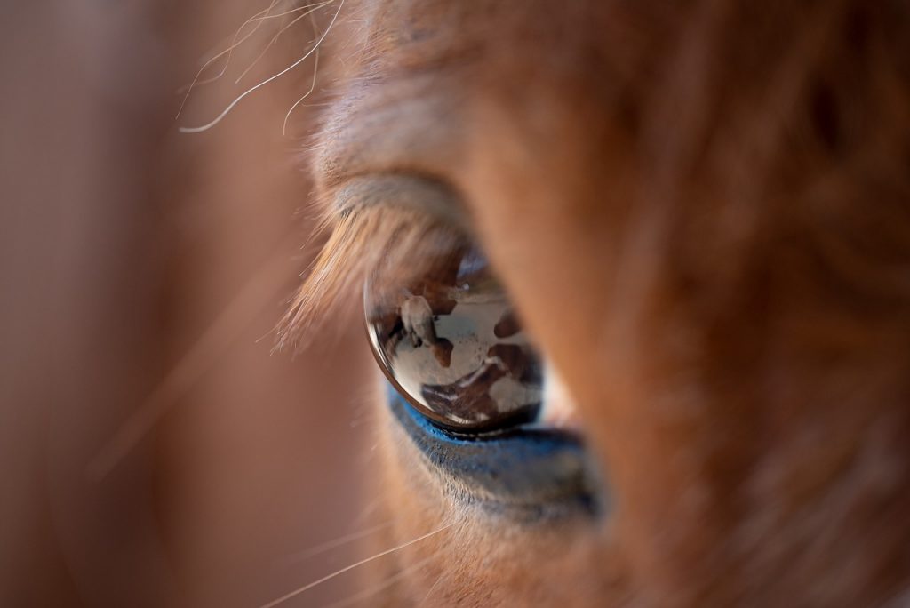 Disorders of the Conjunctiva in Horses
