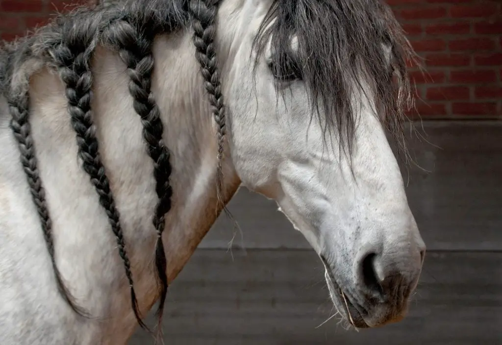 Braids  Long Manes