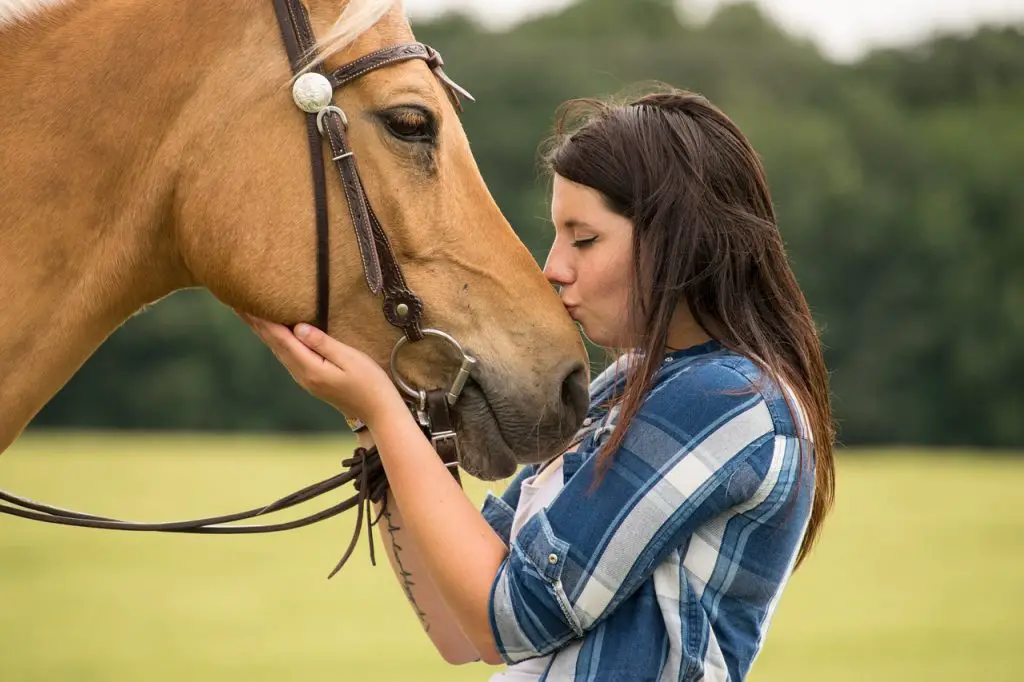 Horse Years To Human Years