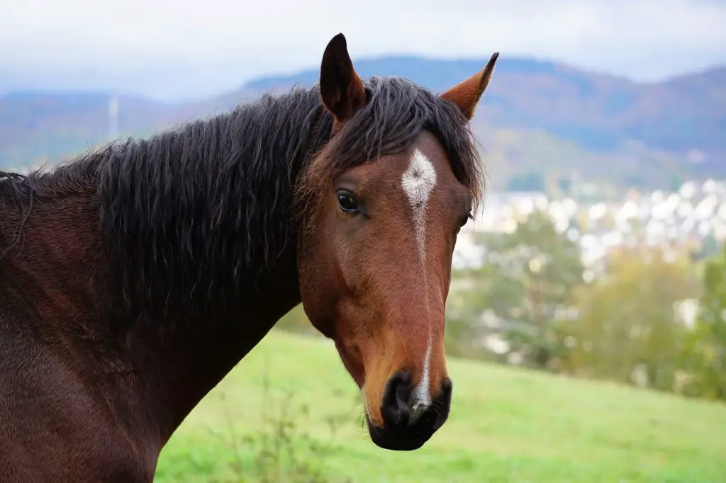 Laser Therapy for the Horse