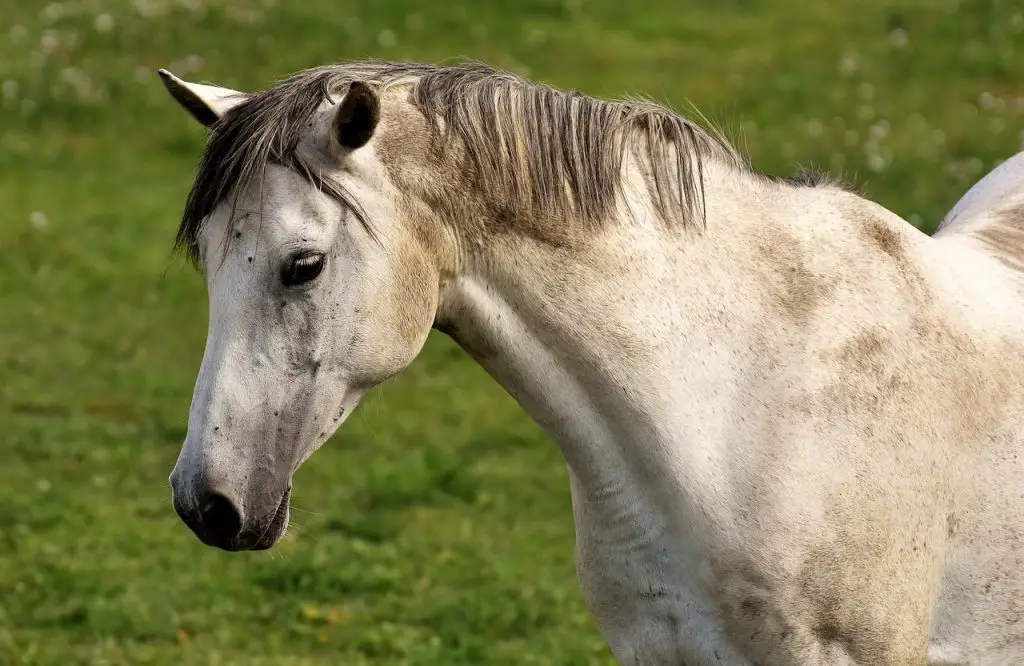 Malnourished Horse