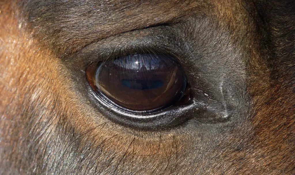 Equine Recurrent Uveitis