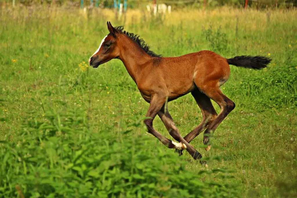 HEIGHT OF A FOAL