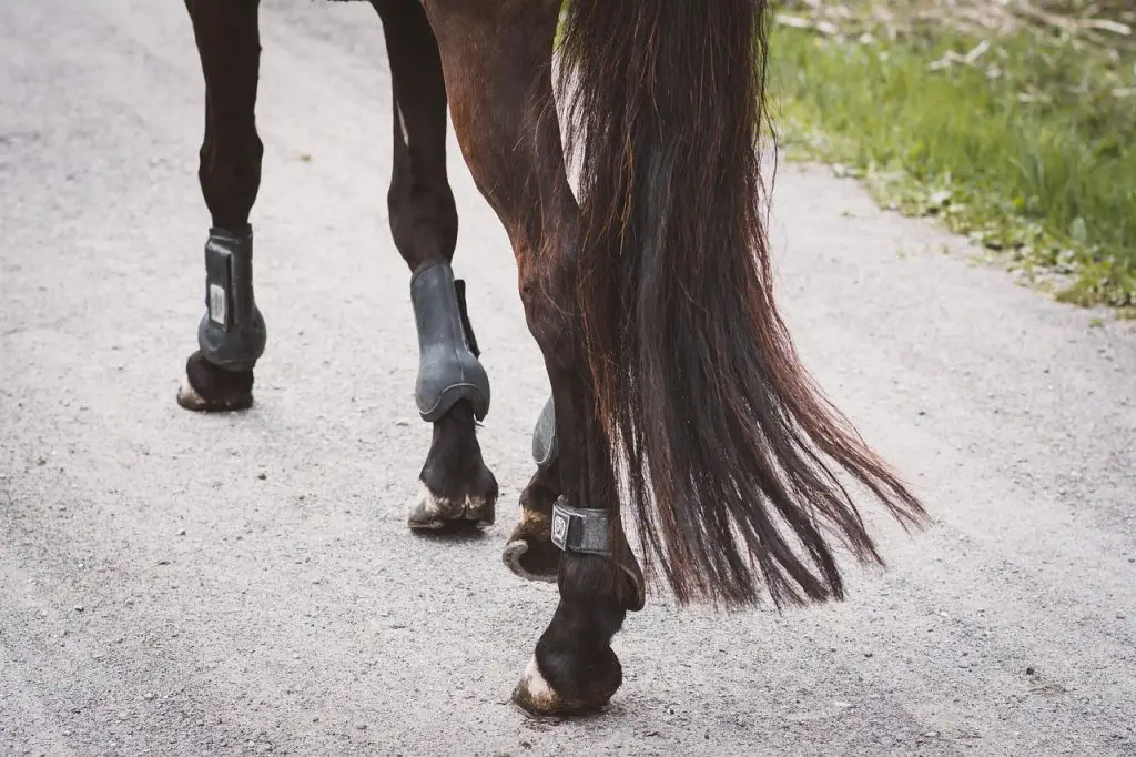 Magnetic Horse Boots