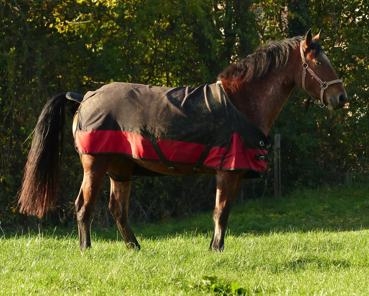 Horse Blanket