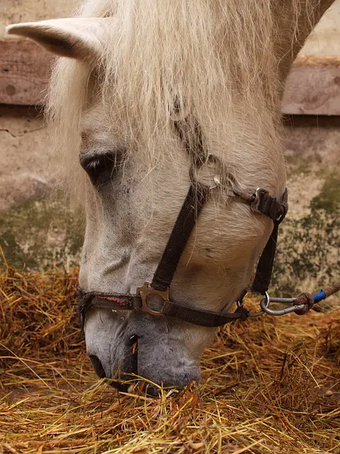 Low Starch Horse Treats