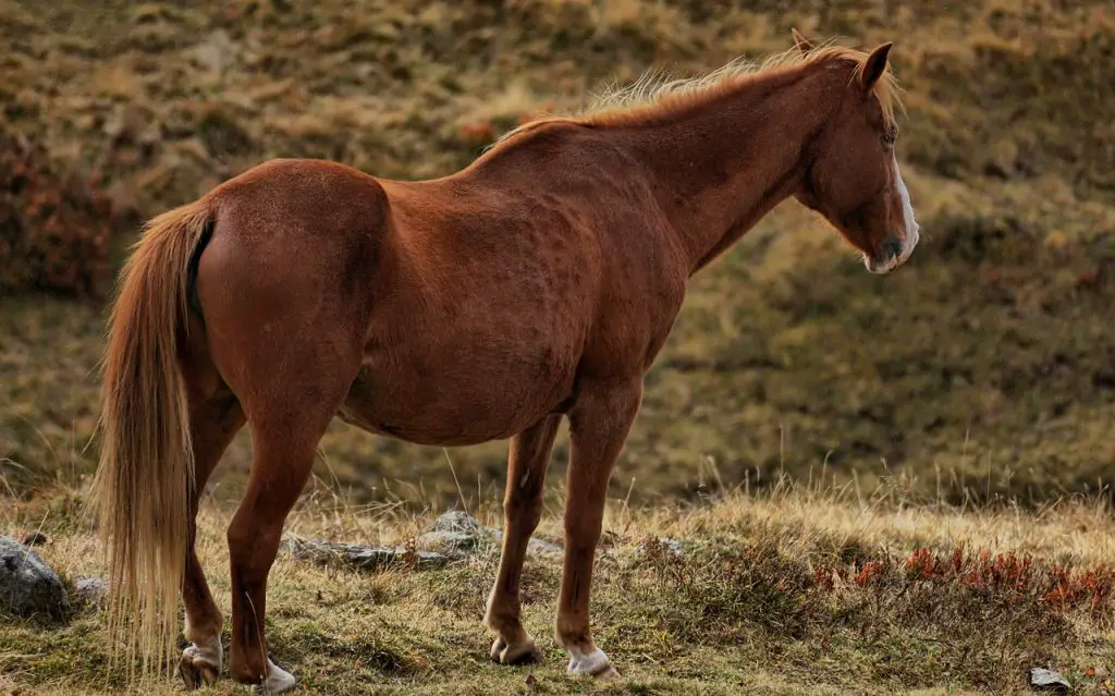  KIDNEY FAILURE IN HORSES