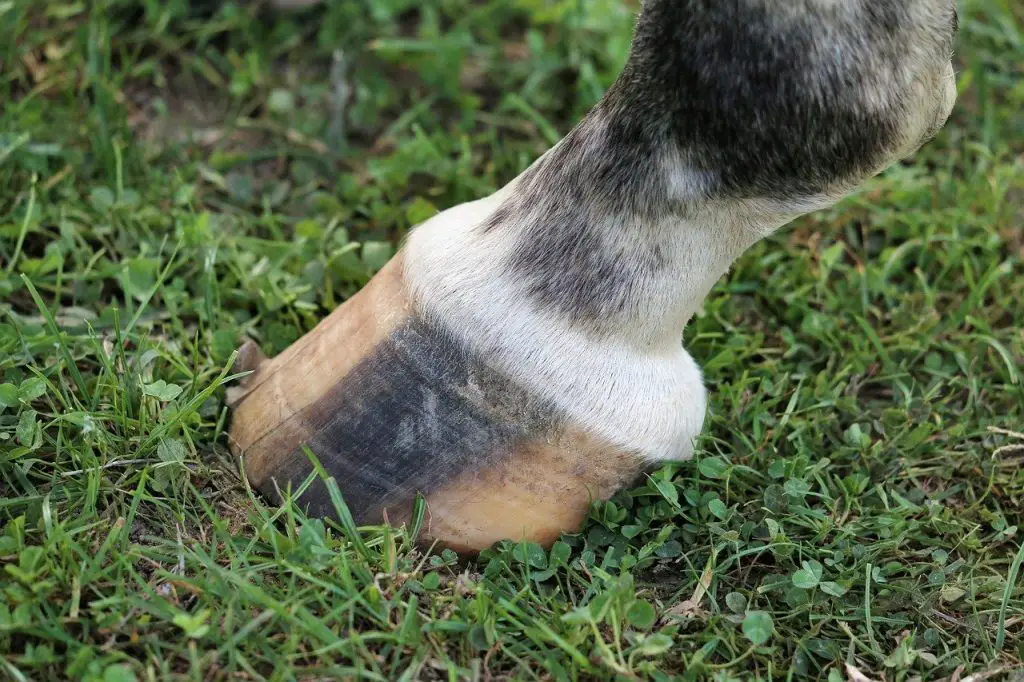 Flexural Deformities in Horses
