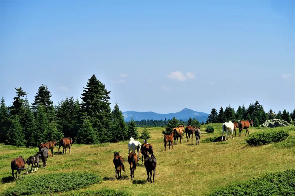 Horses Natural Habitat