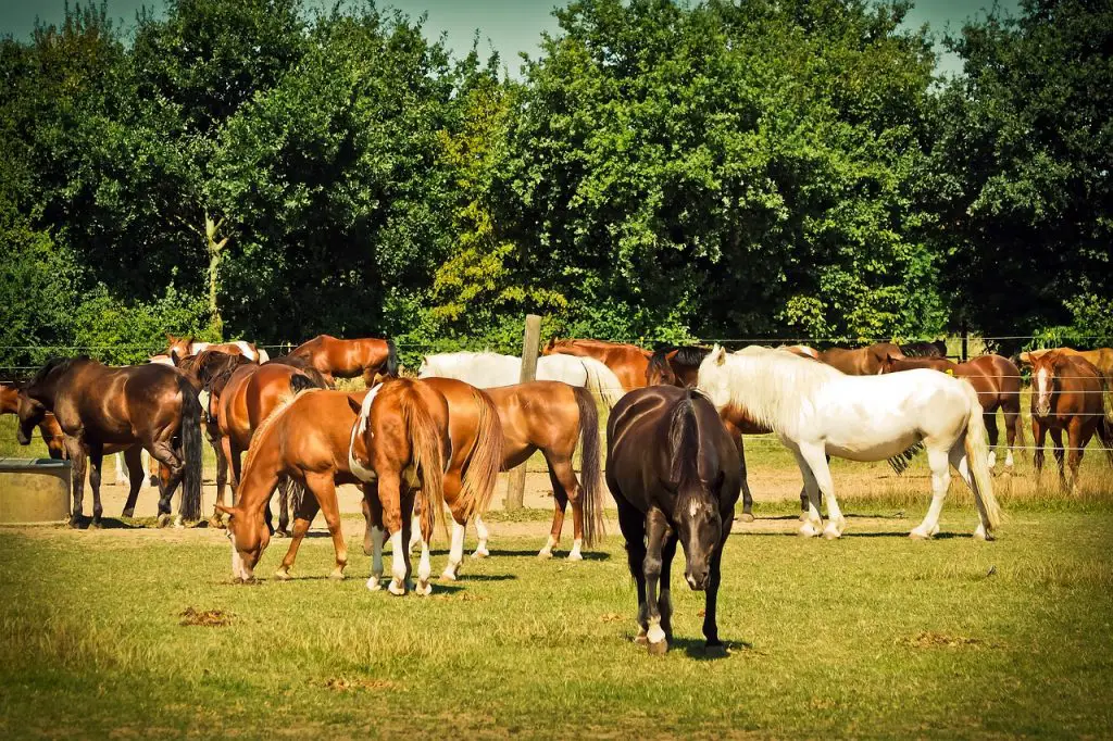 Herd-Bound Horse