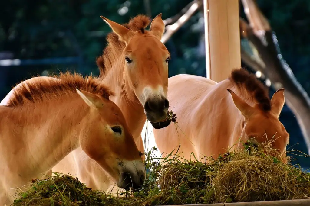 Horse Feed Costs