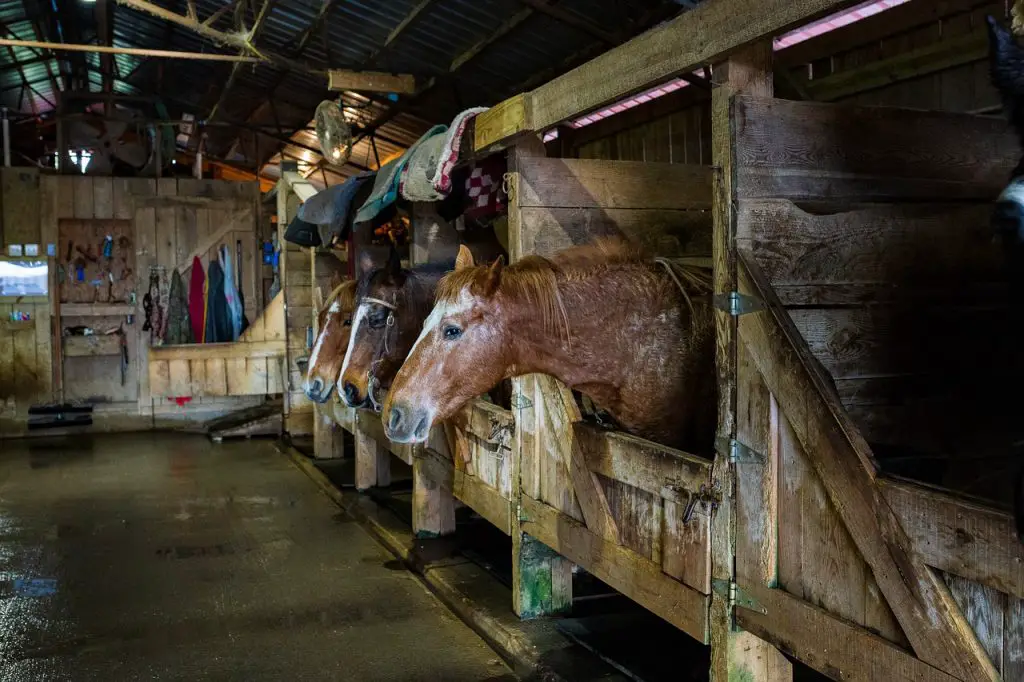 Horse Sweating in Stall