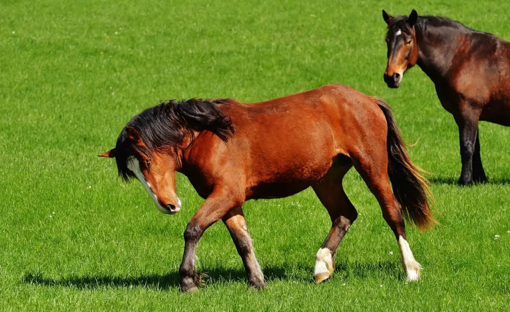 Does Bermuda Grass Hay Cause Colic
