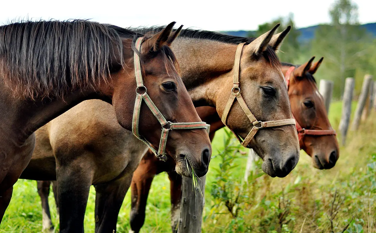 Herbal Deworming For Horses