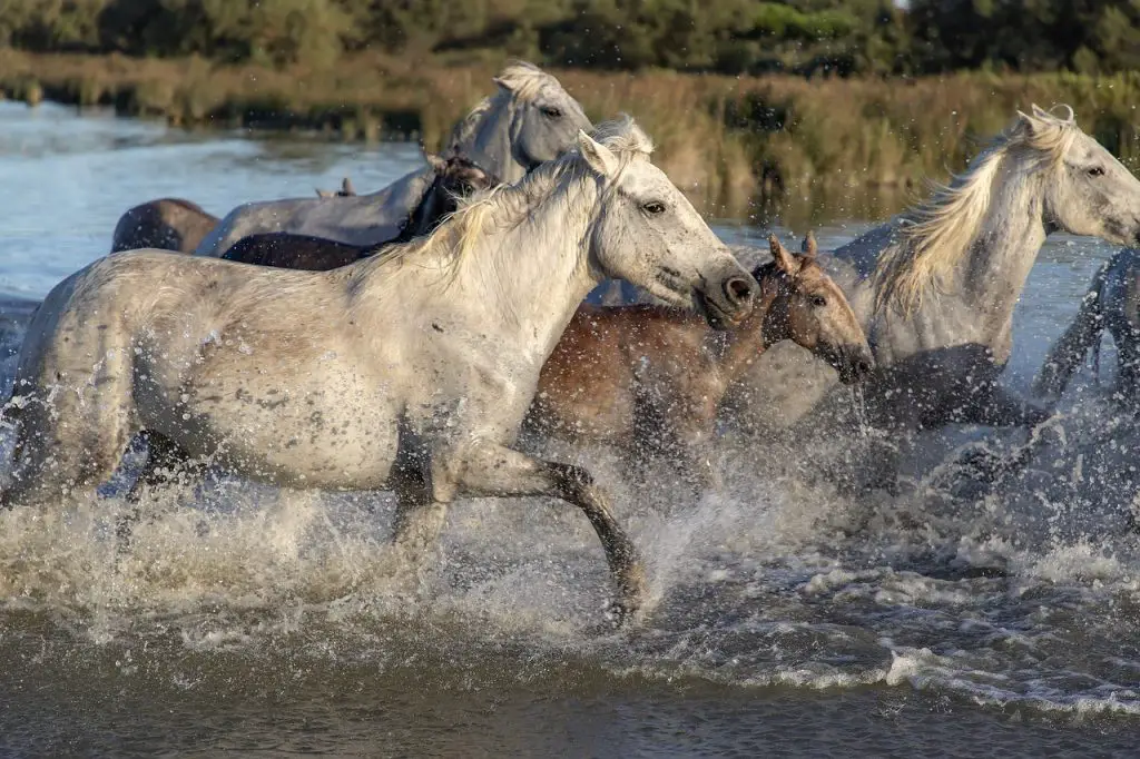 Dangerous Horse