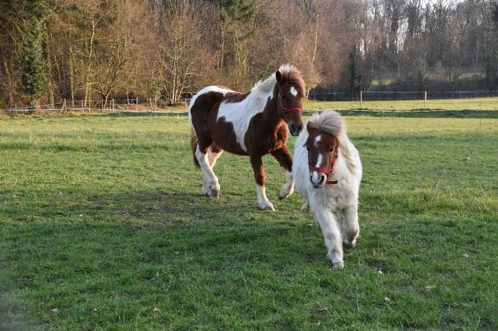 Einstein Horse