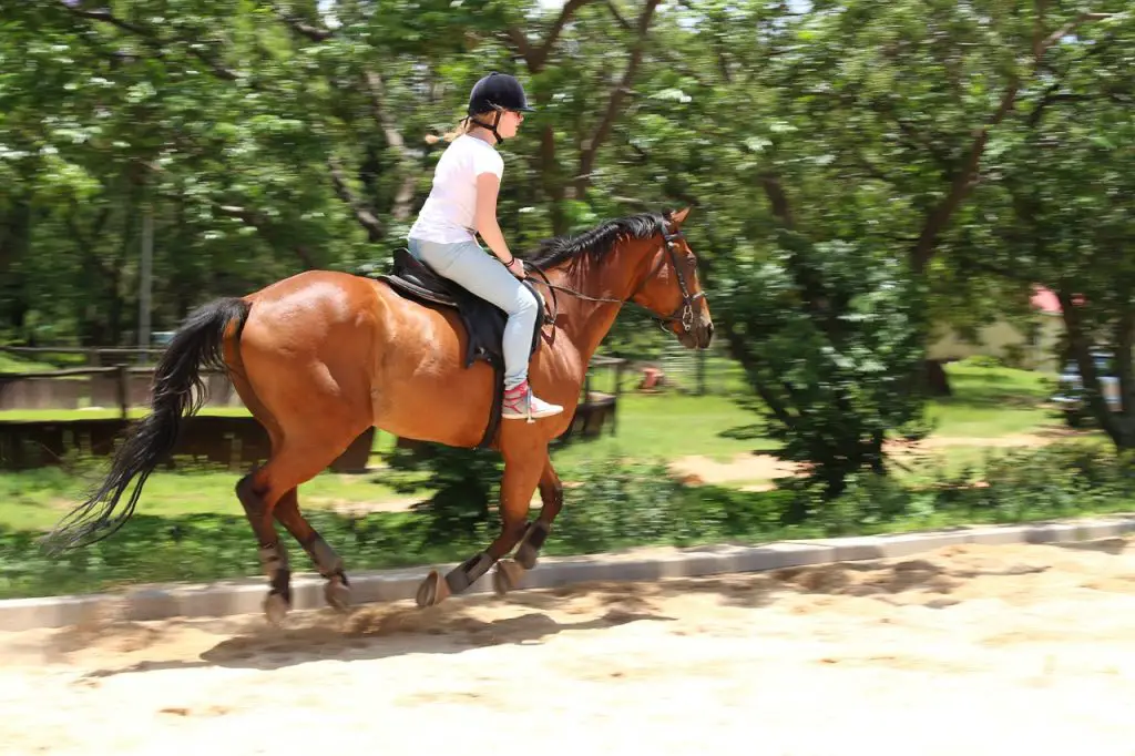 Canter On A Horse