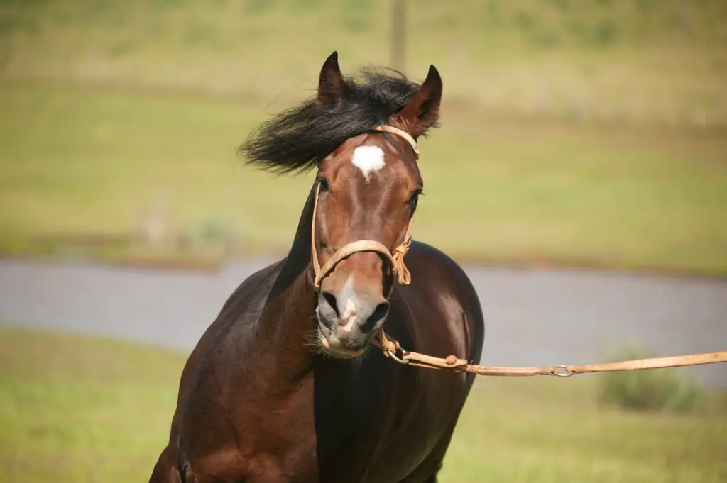 Old Indian Tricks & Natural Horsemanship