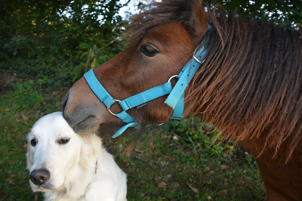 Best Dog Breeds That Do Well With Horses