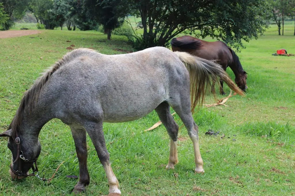 Uterine Prolapse in Horses
