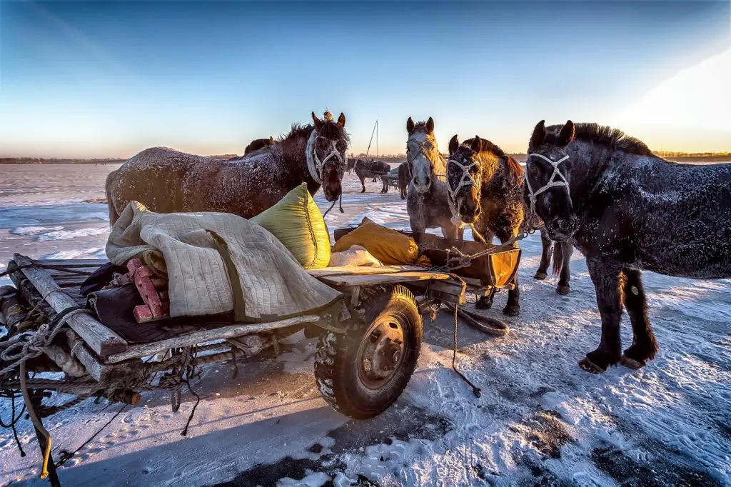 Working Horses