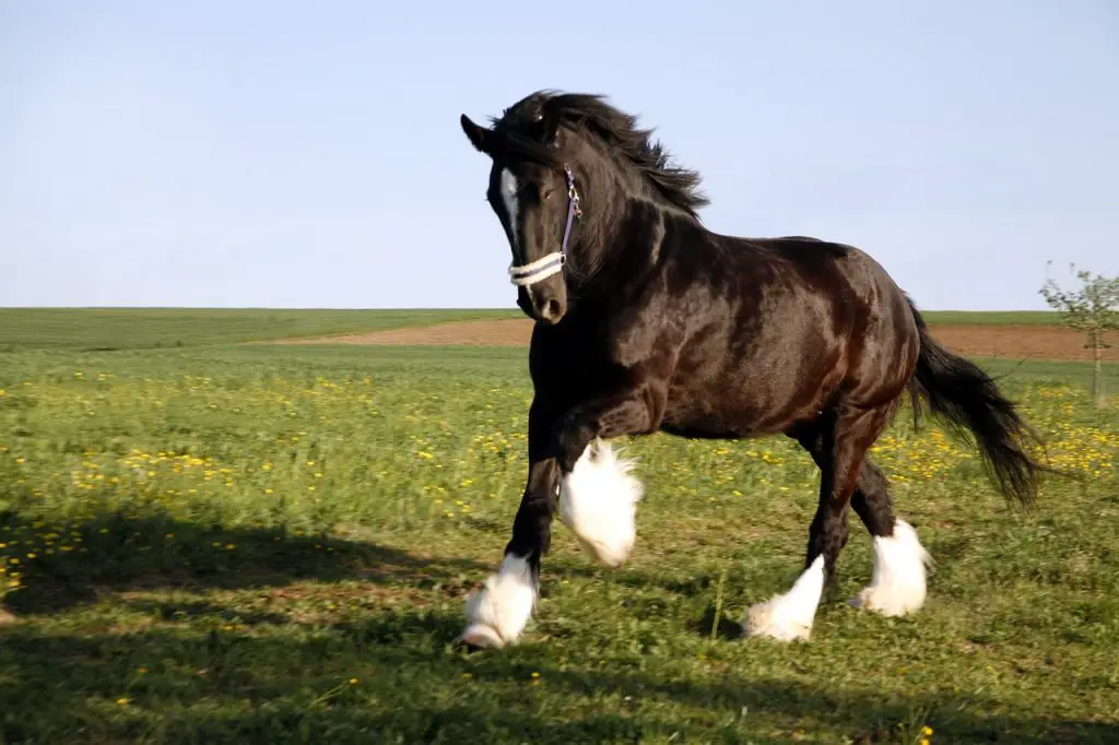 Shire Horse Breed