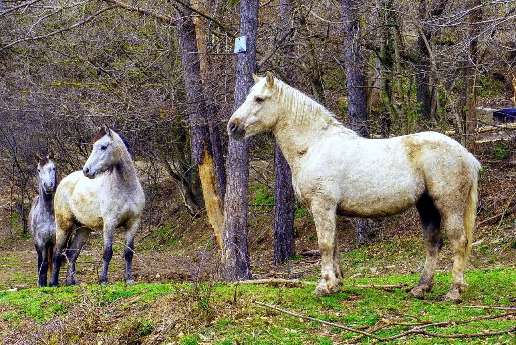 Wild Horses Clean Their Sheath