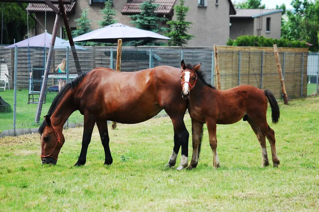 What Is A Bay Horse