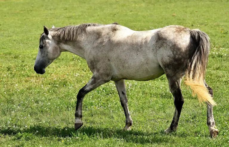 The Cecum: Key to Your Horse’s Digestive Health – Just for my Horse