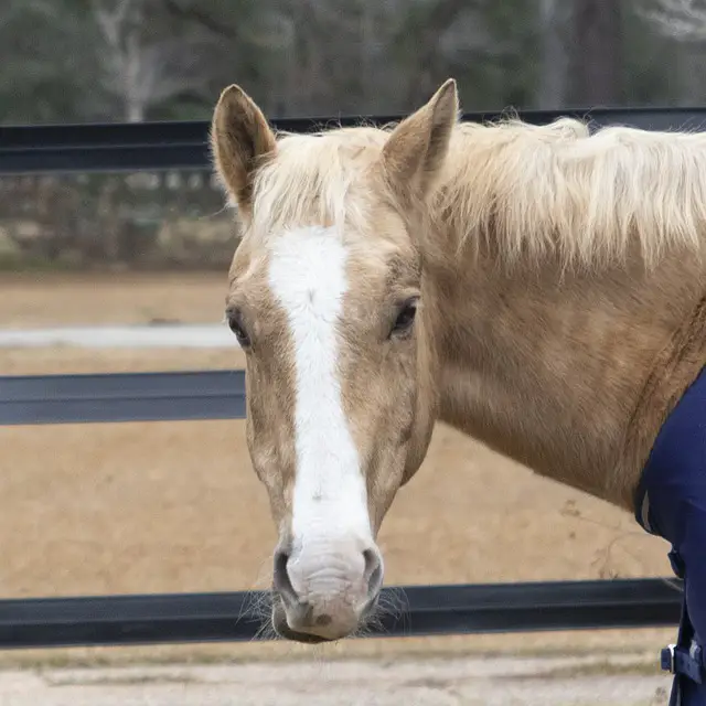 When Is a Horse Considered Old