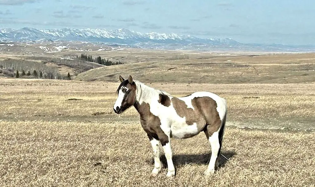 Rocky Mountain Horse