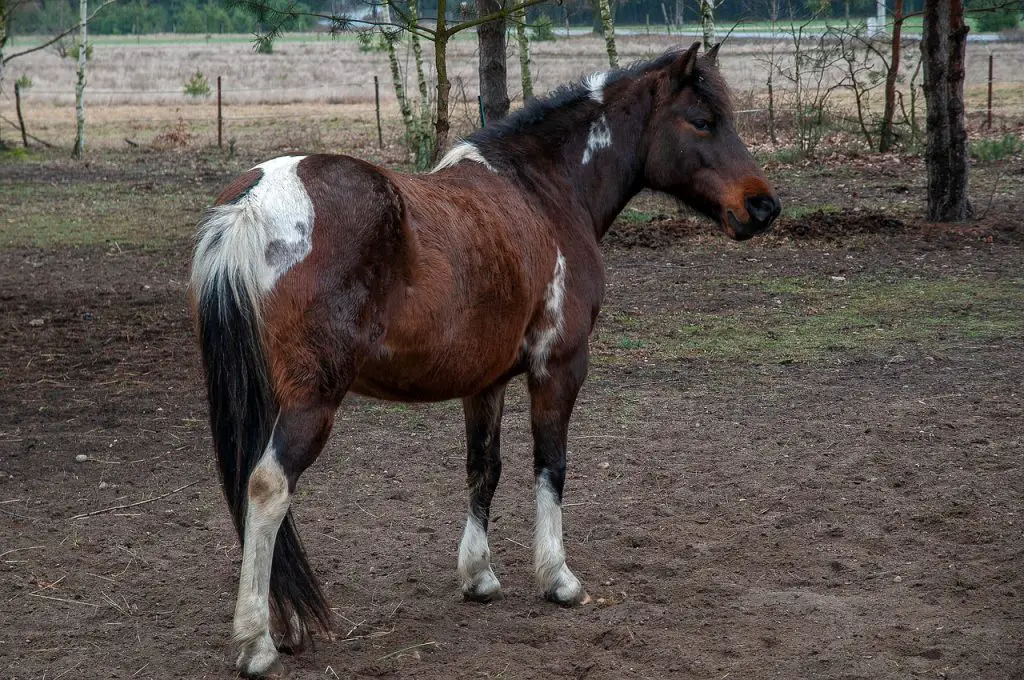 Windpuffs in Horses