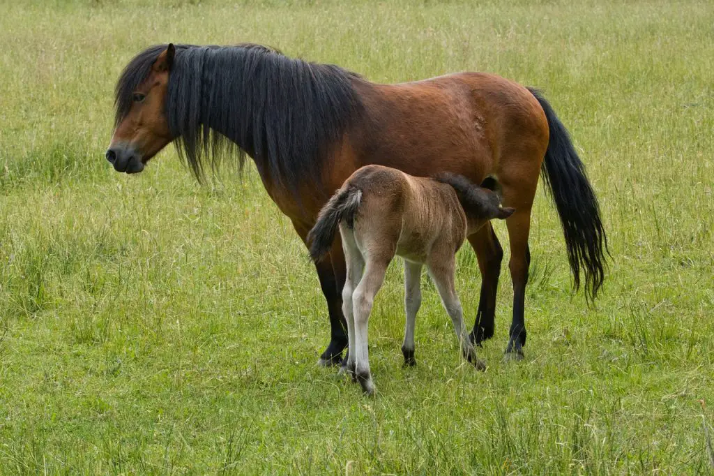 How Many Babies Can a Horse Have