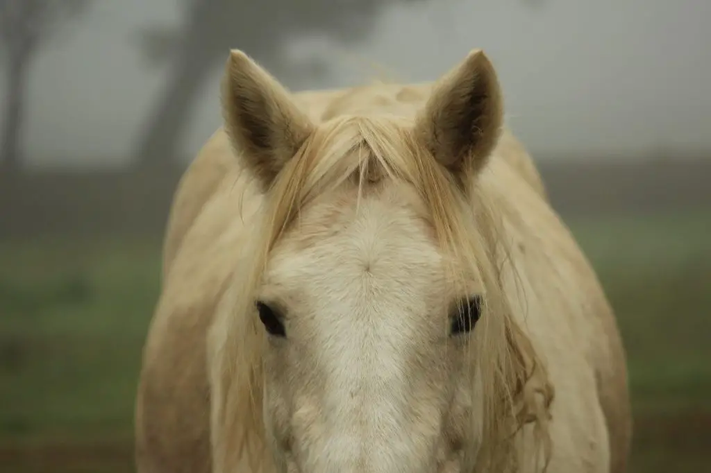 Melanoma in Horses
