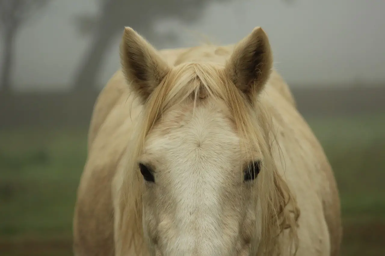 Melanoma in Horses