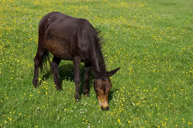 Vulvitis and Vaginitis in Horses