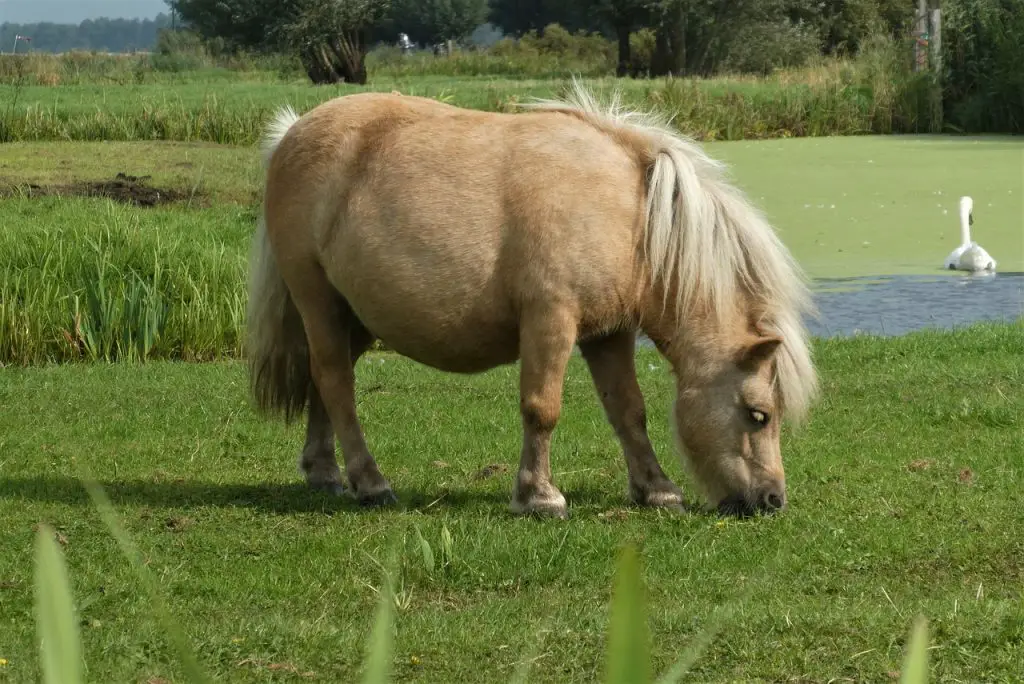  Feed an Overweight Horse