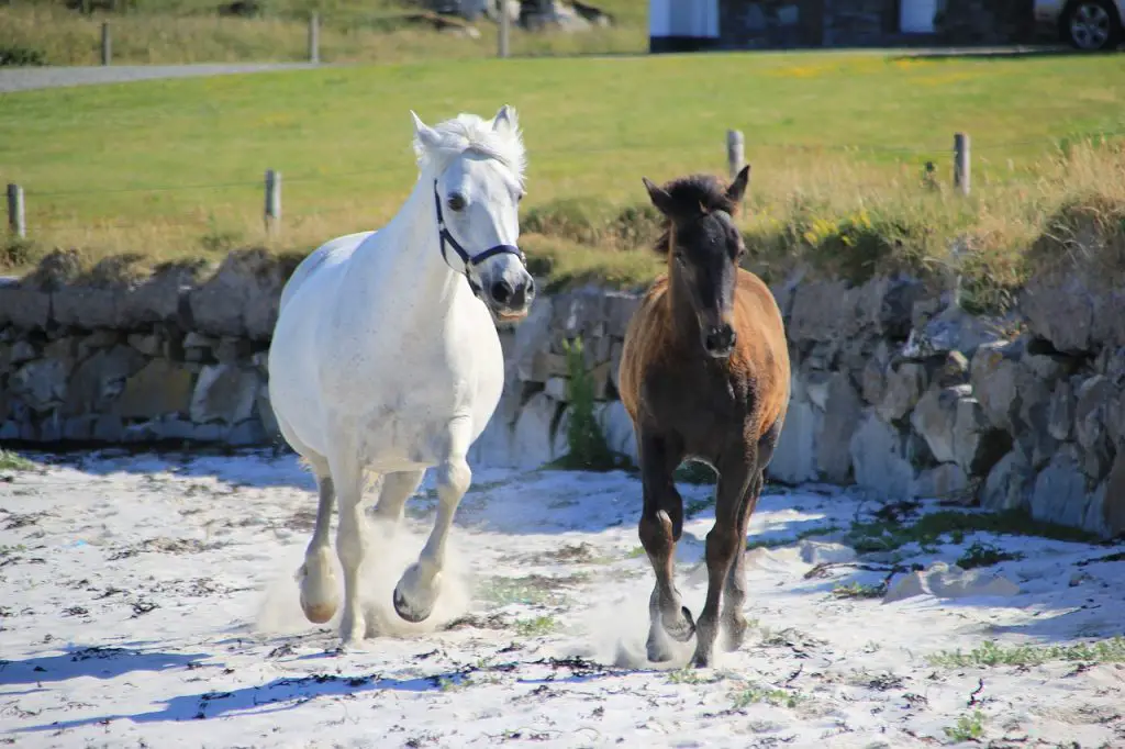 Connemara Pony