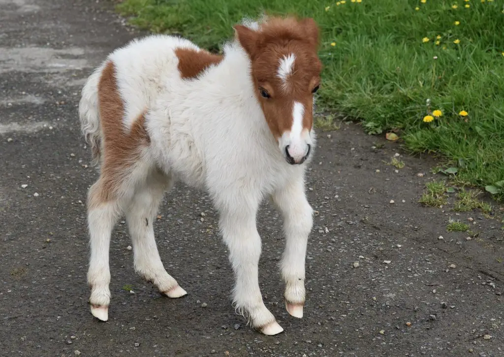 Foal Hoof Care